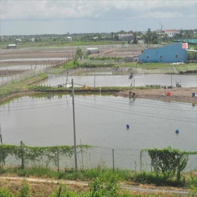 Long Phú (Sóc Trăng): Diện tích nuôi trồng thủy sản tiếp tục được giữ vững